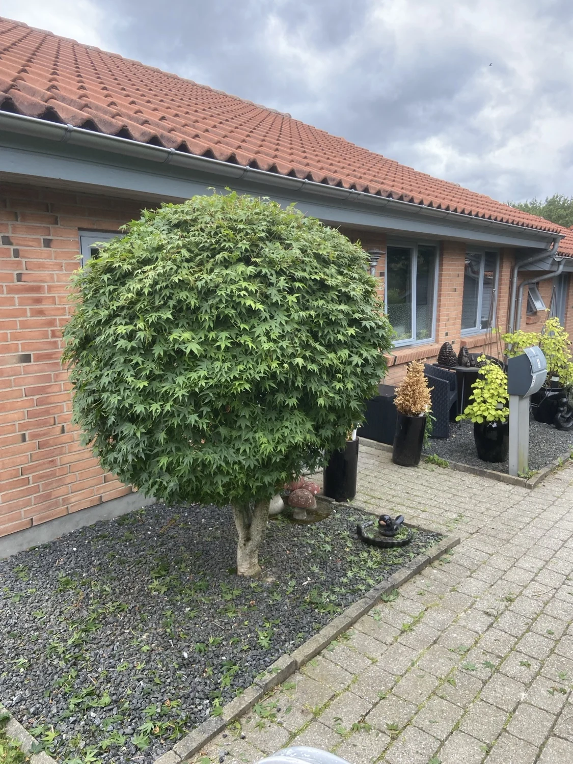 Lille træ med en rund, formklippet krone i et bed foran et murstenshus